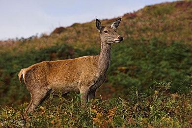 Epic回应《黑神话：悟空》只有35个成就：血赚！